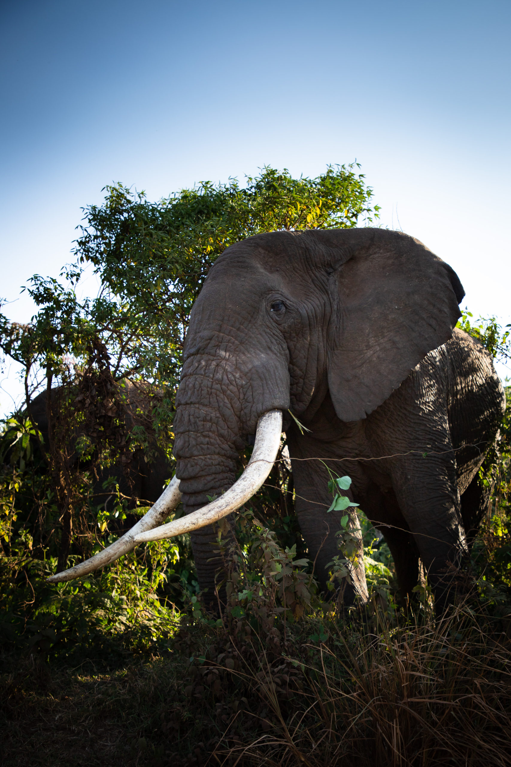 African Elephant